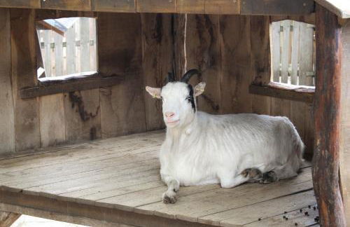 Bischofswerda Ferienwohnung Familienfreundlich Seniorengerecht - Foto 45