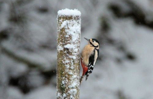 Rosemount Bothy - Highland Cottage - Foto 69
