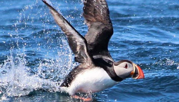 Whale Watching by Speedboat - Foto 5