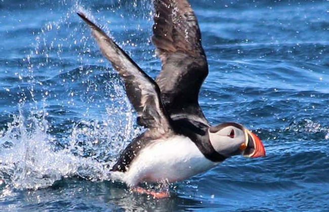Whale Watching by Speedboat - Photo 5