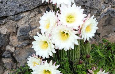 Spacious Country House for 8 near Olot Remote Work & Nature Escape - Photo 69