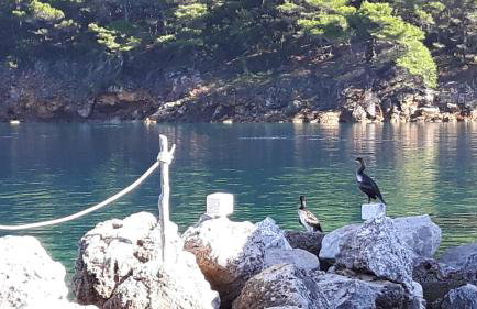 Valun Seaside Apartments - Foto 52