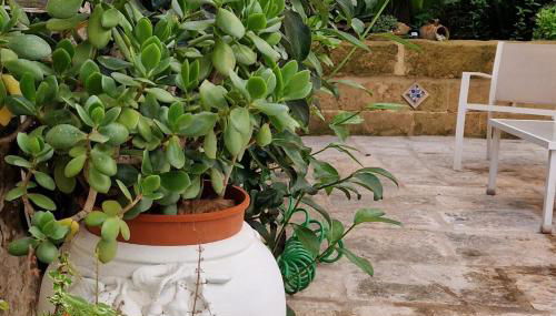 Xenia Boutique Apartment - Foto 1, Garden view