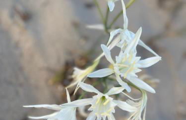 Attico aMare Costa Rei - 100m dalla spiaggia - Foto 11
