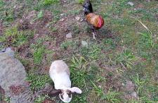 Cantinho da Inês Alojamento Local - Foto 31