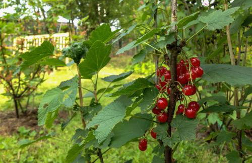 Altendorfer Vorwerk - Ferienapartments - Foto 80