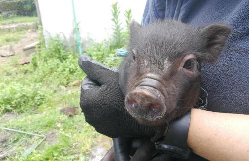 Casa Do Palheiro - Photo 80