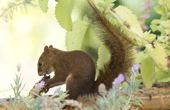 Sítio Rodamonte - Foto 42