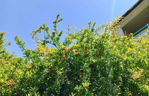 La Terrazza sul Melograno - Magomadas - Foto 40