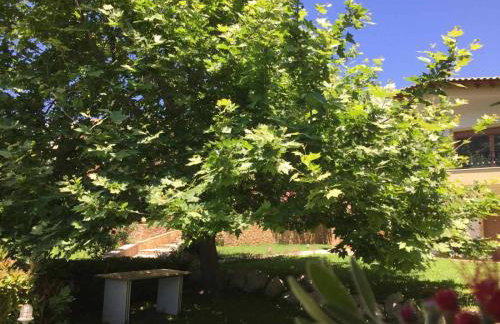 Platanus Gardenhouse - Foto 23