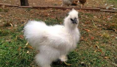 Shropshire House - Foto 4