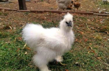 Shropshire House - Foto 4