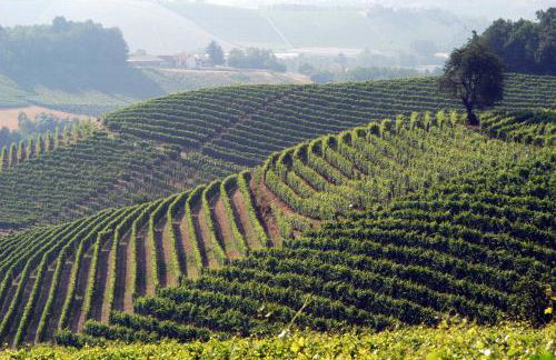 Cascina Arcangelo Raffaele - Foto 64