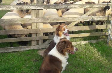 Ferienbauernhof - Foto 13