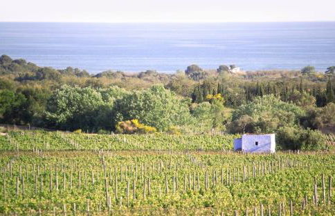 MASIA BARTOMEU Rural house between vineyards 2km from the beach - Foto 7