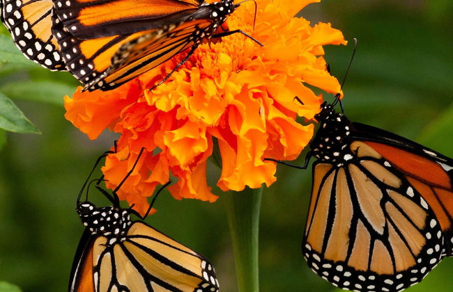 El Rosario Monarch Butterfly Sanctuary Day Trip - Photo 3