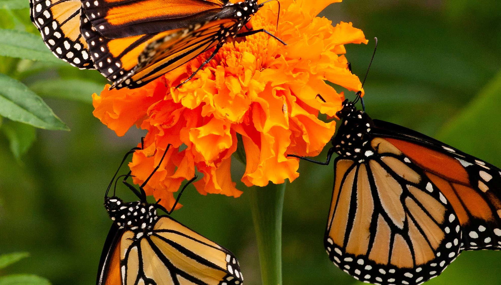 El Rosario Monarch Butterfly Sanctuary Day Trip - Photo 1, El Rosario Monarch Butterfly Sanctuary Day Trip