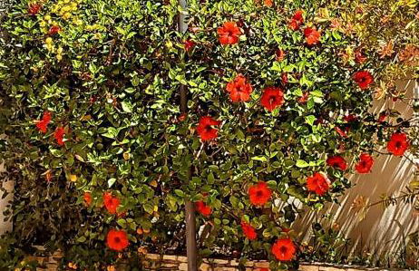 Blu Vacanze Apartments - Foto 8