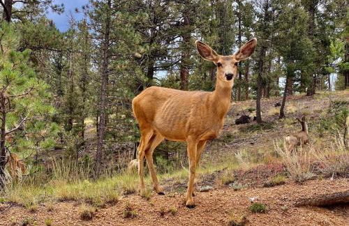 Rustic cabin charm w/ hot tub, arcade basketball - Foto 20