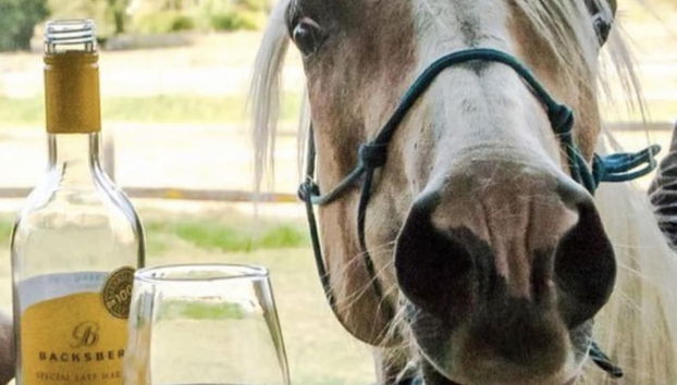 Beautiful 1-bed Secluded Cabin, With bar & Fire - Foto 5, Miscelánea