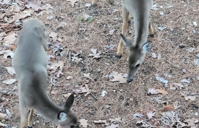 The Bear Den - Foto 57