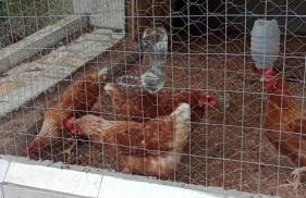 Biju's Little Farm - Foto 28