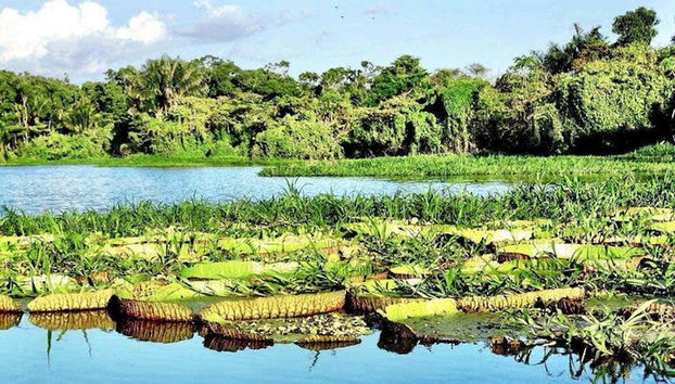 Vegetación en el lago do Maicá