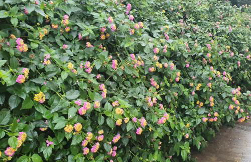 La Casa Del Giardino Degli Olivi - Foto 19