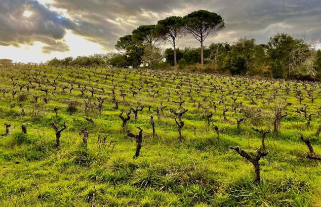 Vintage Farmhouse in Soudos Lisbon With Pool - Foto 24