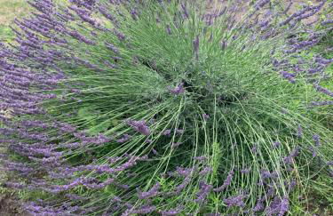 Pension Scheffler - Foto 57