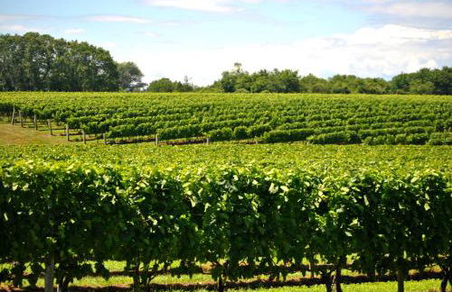 Villa Gavin - Foto 30