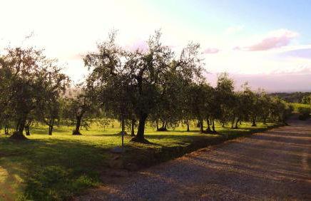 Podere La Casuccia - Foto 33