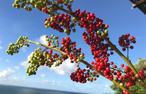 Bangalô dos Sonhos - Foto 43