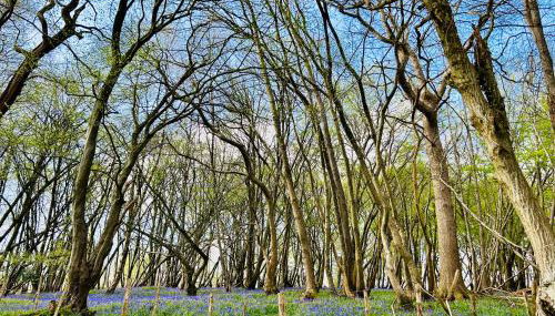 The Old Workshop, Wadhurst - Photo 5
