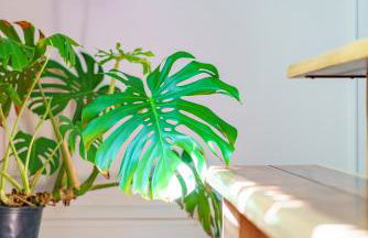 Jungle House Columbus Short North Downtown Free Parking - Steps to Convention Center & Nationwide Arena - 2BR Luxury Home - Sleeps 8 - Over 5,800 Five Star Stays - Foto 38