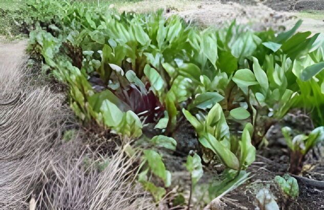 Cabañas Los Notros Puerto Varas - Photo 41