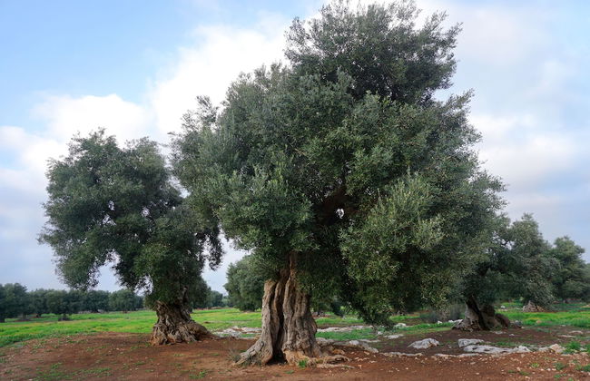 Masseria Capece - Photo 35