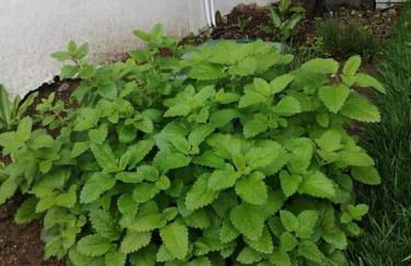 Casas do Torreão 3 casas de alojamento local - Foto 63