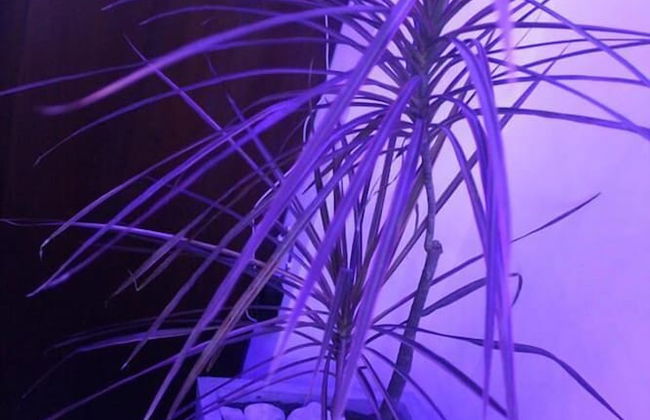 Dream Villa - Foto 18