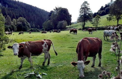 Ferienhaus Maag, 102qm - Photo 10