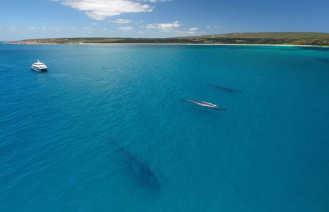 Whale Watching in Geographe Bay - Photo 6