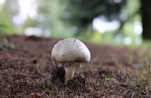 Drzewiecka Chata - Foto 30