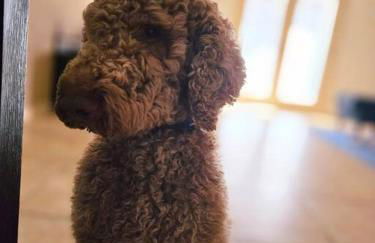 Serenity Awaits 3BR-2BA Tierra Del Este - Foto 11