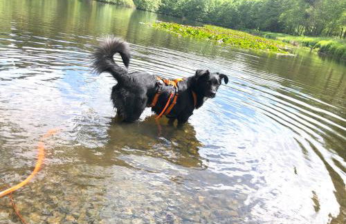 Tiny House - Auszeit im Wald am Badesee - Foto 48