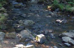 Le Cottage de L Abbaye - Photo 47