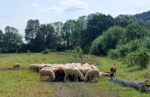 Ferienwohnung MW 4a bis 66 m2 Höxter Weserbergland Weser 1-2P 1SZi mBad 3-4P 2SZi m2Bäder Terrasse Wäsche Endreinigung Self CheckIn - Foto 25
