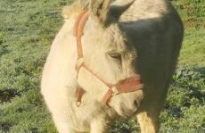 Gîte dans ancien corps de ferme à 5mn de Pompadour - Foto 52