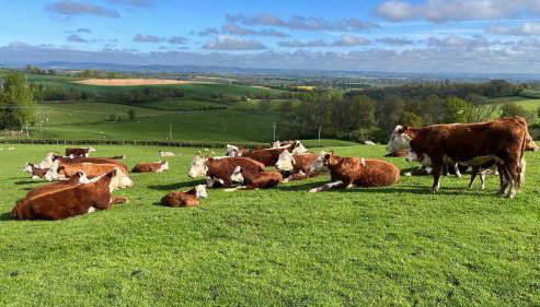 Ewe Retreat Shepherds Hut - Foto 3