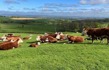 Ewe Retreat Shepherds Hut - Foto 3
