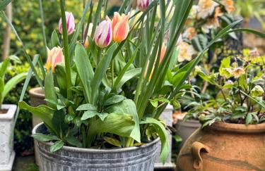 'BRAMLEY FALL COTTAGE' NEW AVAILABILITY - Attached Cottage,3 Bedrooms-1 on ground level, SLEEPS 6-2 Bathrooms, Wittering and Chichester easy drive, Child friendly,Small Breed Dog Friendly 2 max, Parking-EV Point - Foto 33